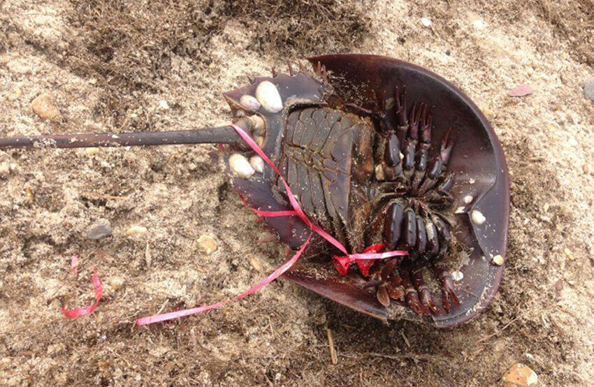 Horseshoe crab
